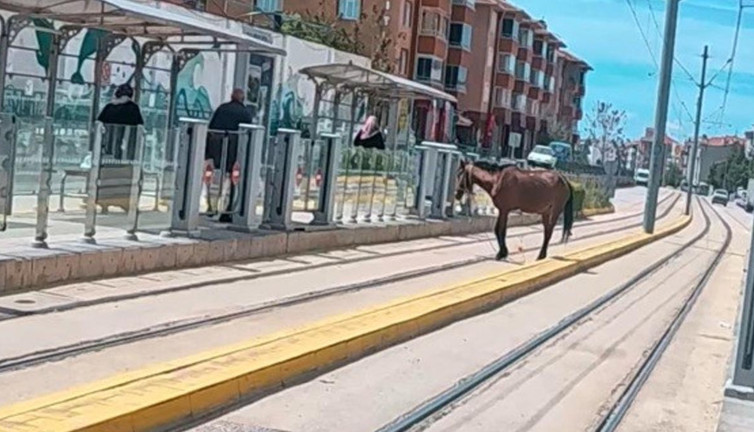 Yolcular gördüklerine inanamadılar