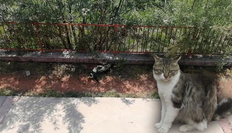 Karga kediye sataştı: Çizgi filmi aratmayan anlar!