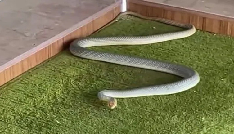 Kastamonu'da camiye giren yılan güçlükle çıkartıldı