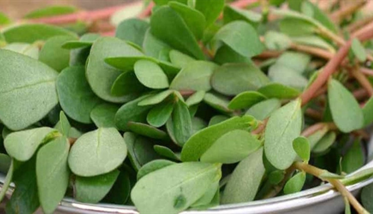 Şifa deposu semiz otunun kullanımıyla ilgili önemli detaylar