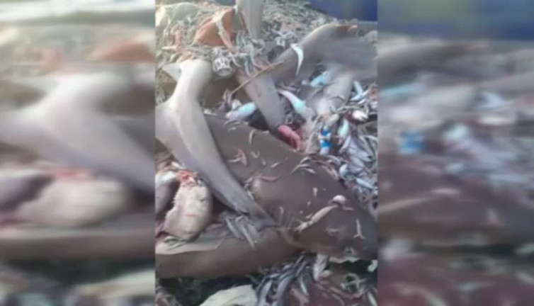 Mersinli balıkçıların ağına takıldı: “Bunlar Adamı Yer!” diyerek şoke oldular! Tam 8 köpekbalığı