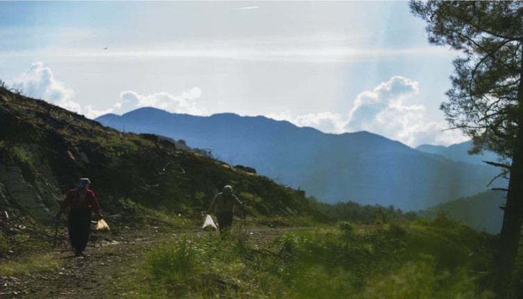 Dağlardan elleriyle tek tek topluyorlar: Pazarda kilosu 4 bin liradan satılıyor