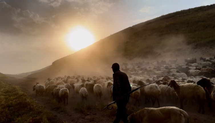Sürülerin geleneksel tozlu yolculuğu başladı