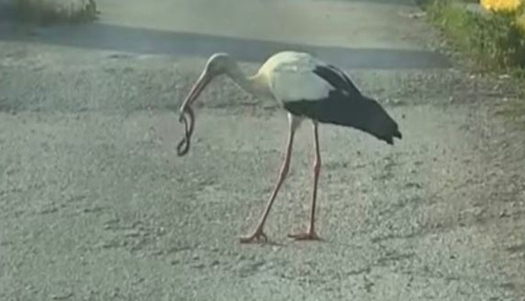 Yılanlar leylek ve kartallara yem oldu
