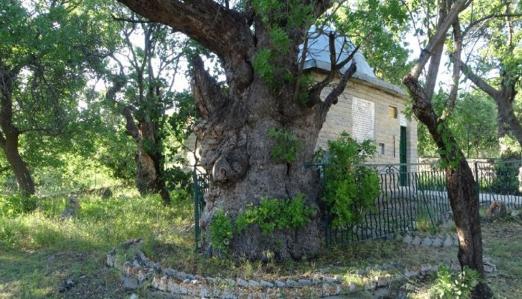 Zamana asırlardır direnen ağaç
