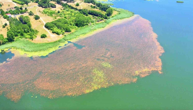 Arnavutköy’ün gizli cenneti: Terkos Gölü’nde İlkbaharın renk şöleni! Pembe ve yeşilin dansı