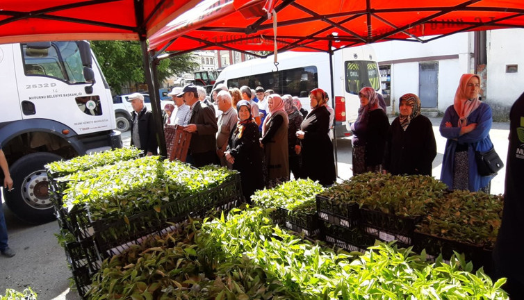 Bolu'da binlerce fide dağıtıldı, kapış kapış gitti!