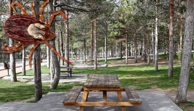 Piknikte keneyi kaçırmanın sırrını uzmanlar anlattı