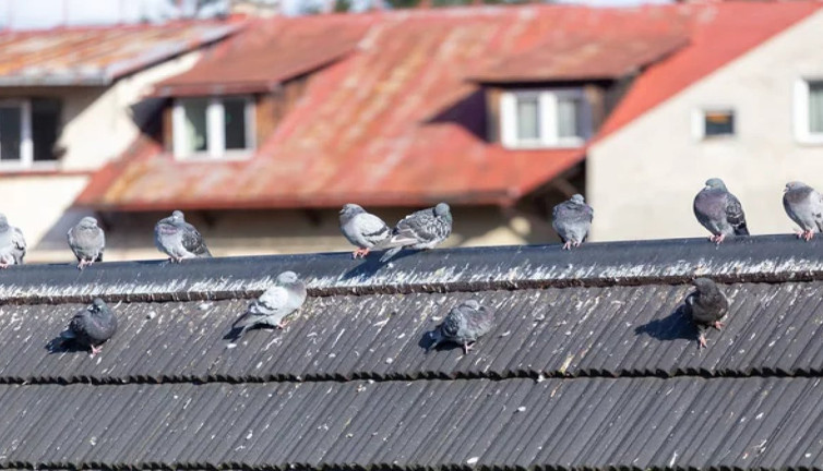 Kuş pisliği çatıya zarar verir mi? Önlemek için neler yapılmalı? İşin uzmanları anlatıyor