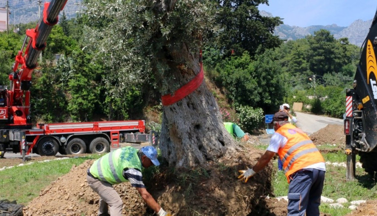Zeytin taşımada kim neyi savunuyor?