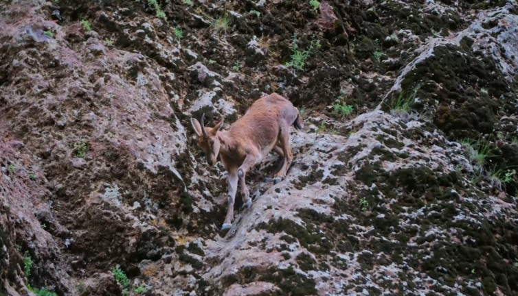Erzincan’da yaban keçileri kameraya yakalandı