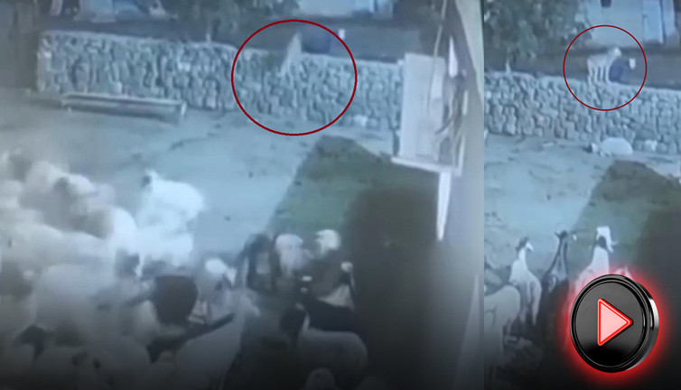 Koyunun akıl dolu hamlesi kurdu yendi! Ağılda nefes kesen anlar