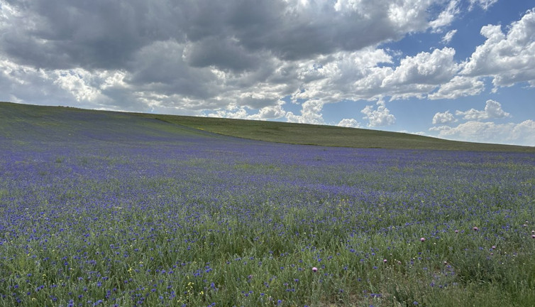 Diyadin’in zirvelerinde ‘Peygamber Çiçekleri’nin büyüleyen manzarası! Mavi ve morun dansı