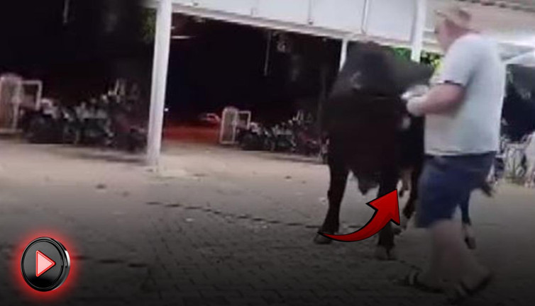 İspanya değil Türkiye! Boğa güreşinde faciaya ramak kaldı!