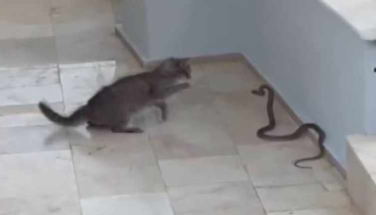 Yılanla kedi kapıştı. Kıyamet koptu