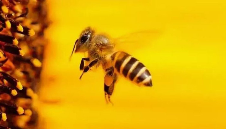 Eski muhtar arı öldürdü