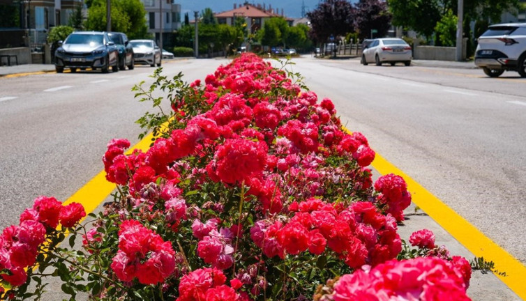 Bolu gül bahçesine çevrildi