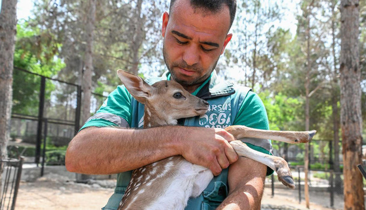 Tarsus Doğa Parkı'nda hayvan popülasyonu