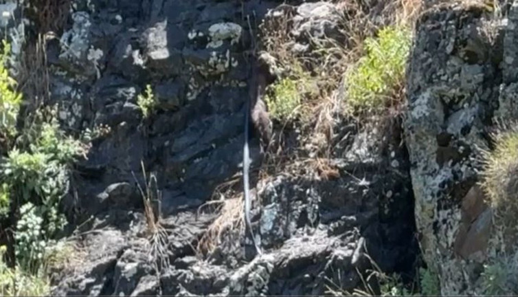 Sansar dev yılanı avladı