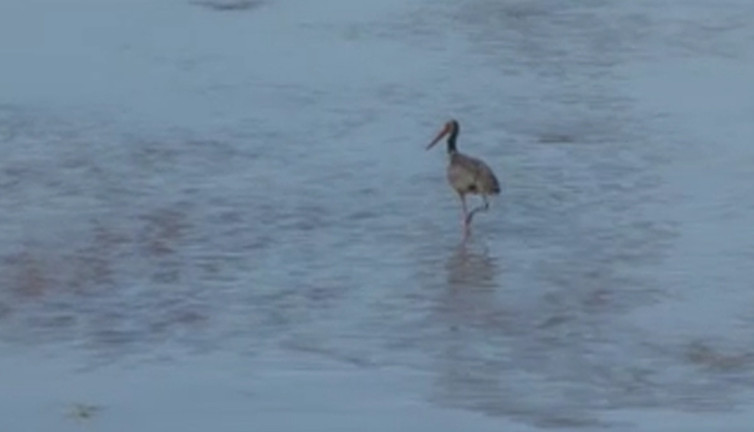 Kızılırmak’ın nadir misafir