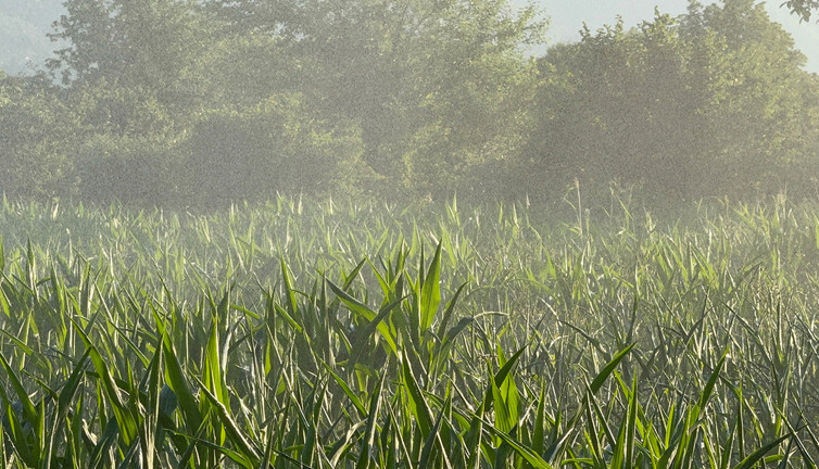 Düzce çiftçisi kuraklığa karşı icat çıkardı