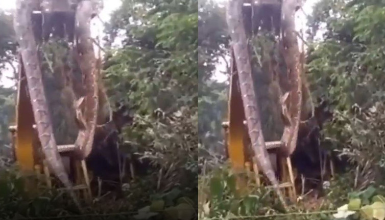İnsan yiyen dev anakonda şehre indi. Evlere doğru ilerledi. Yavrusu tekrar gündeme getirdi