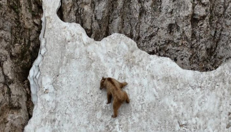 Dev ayı dağcılara parmak ısırttı