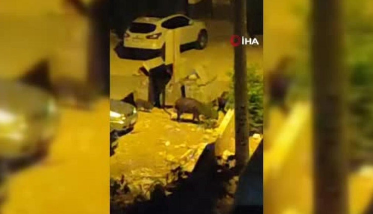 Ankara’da domuzlar şehir merkezine indi