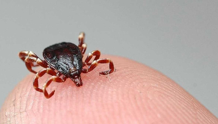 KKKA hastalığı nedeniyle bir ölüm daha!