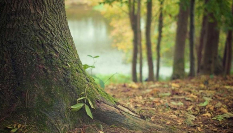 Orman yangınlarına karşı kritik önlem: 15 Ekim'e kadar yasaklandı