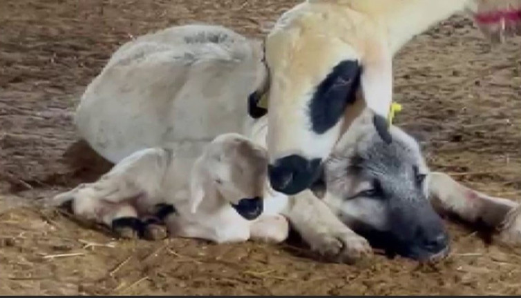 Kangal ve koyunun eşsiz bağı: Yürek ısıtan dostluk!