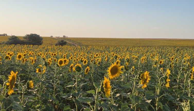 Tekirdağ çekirge istilasına uğradı!