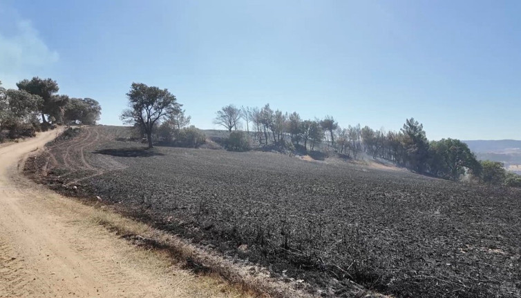 Kütahya ve Burhaniye'deki orman yangını kontrol altına alındı