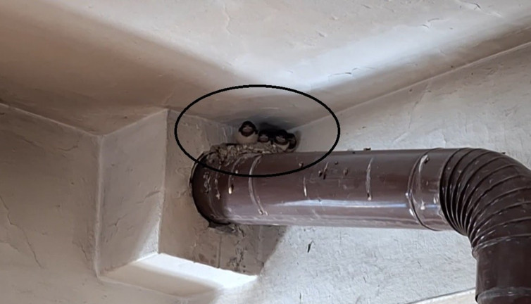 Kırlangıç ailesinin yuvası kahvehane oldu! O anlar yürekleri ısıttı