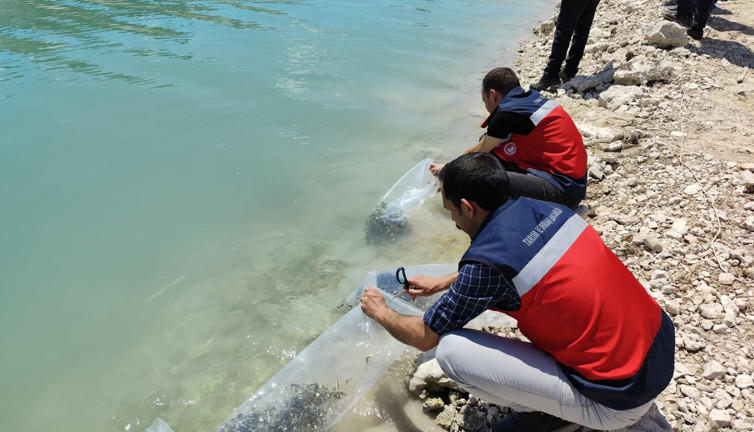 118 bin aynalı sazan yavrusu doğaya bırakıldı