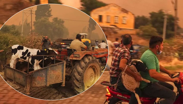 Ödemiş’te alevlerden kaçış! Köylüler hayvanlar için seferber oldu… İzmir hala cayır cayır yanıyor