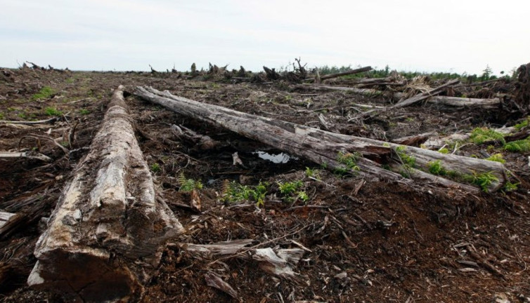 Ormanlar zamanla yarışamıyor