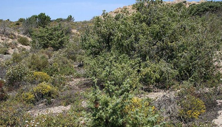 Tabiatta çalı mucizesi: Bilim adamları da şaştı kaldı