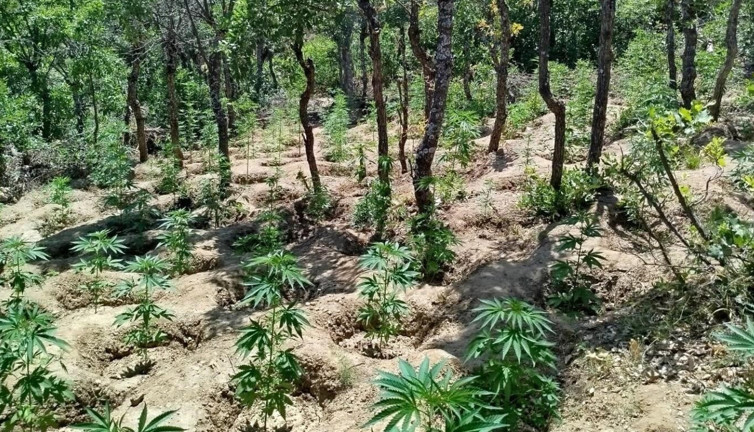 Jandarma söke söke bitiremedi