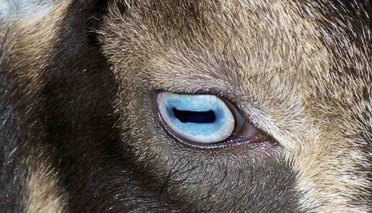 Keçilerin sırrı çözüldü! İşin uzmanları anlattı