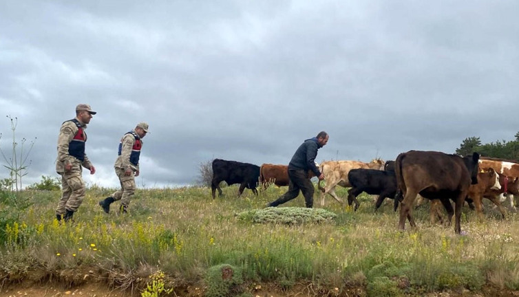 Refahiye’de hayvan krizi! Jandarma drone ile çözdü