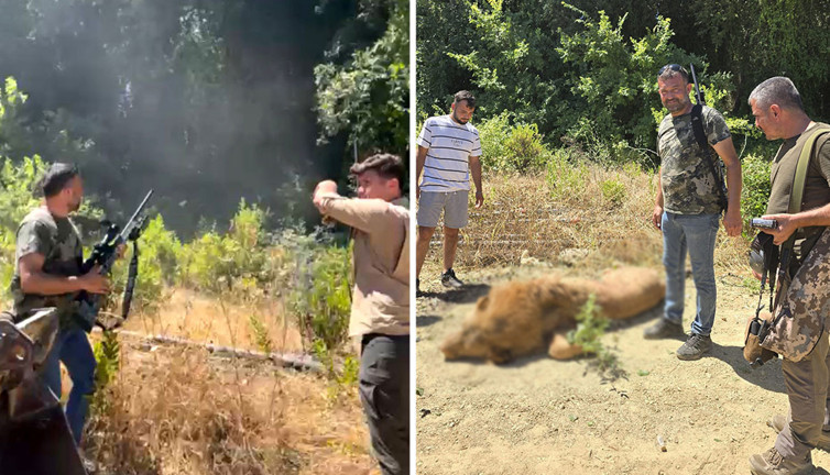 Antalya'daki firari aslan ölü olarak ele geçirildi