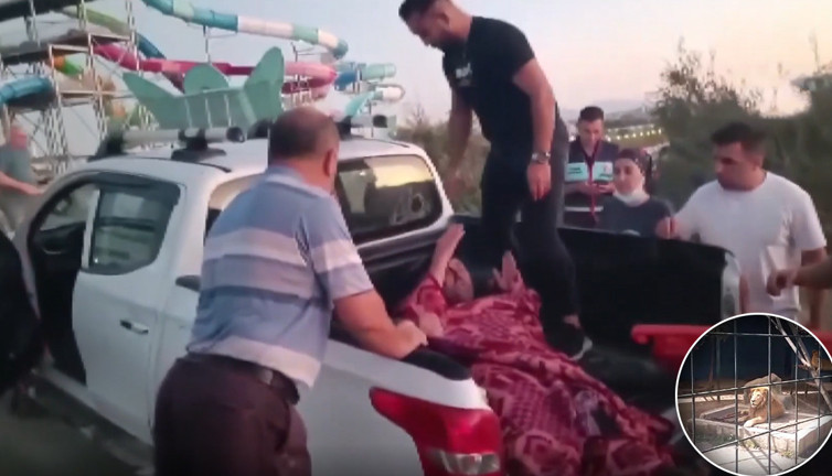 Aslanın öldürülmesi gerekli miydi? veterinerlerden açıklama