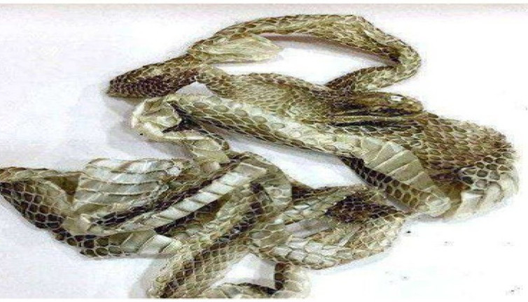 Yılan derisi talebindeki sır perdesi!