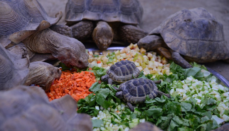Kaplumbağaların kahvaltı keyfi! Karpuz bile yiyorlar