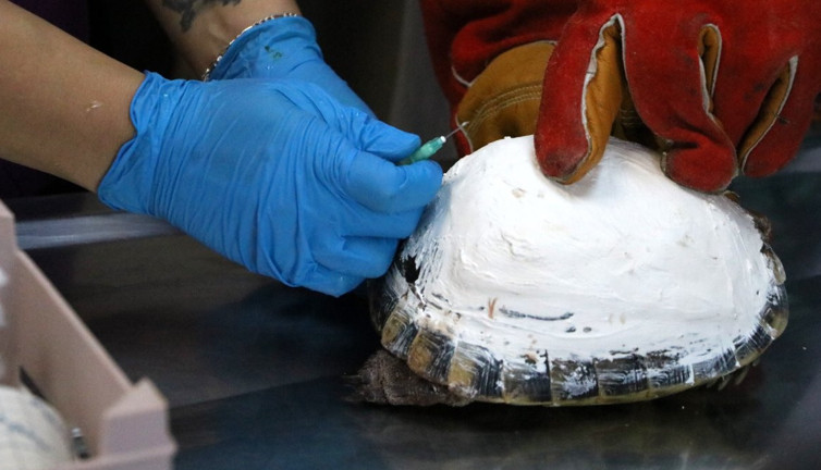 Tosbik’in mucize kurtuluşu! Araç ezip kabuğunu parçalamıştı: Bakın nasıl hayata tutundu