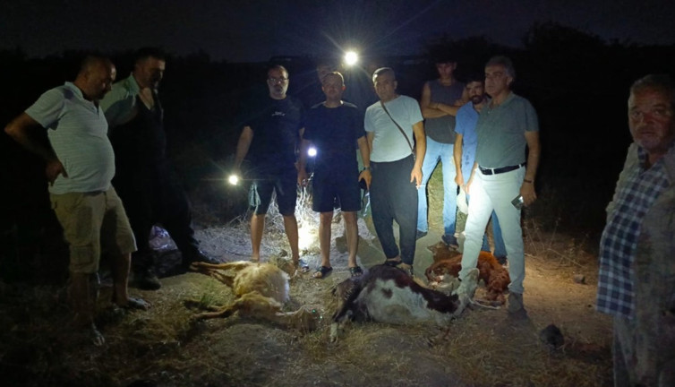 Zehir saçıyorlar! Dereden su içen 65 küçükbaş hayvan öldü