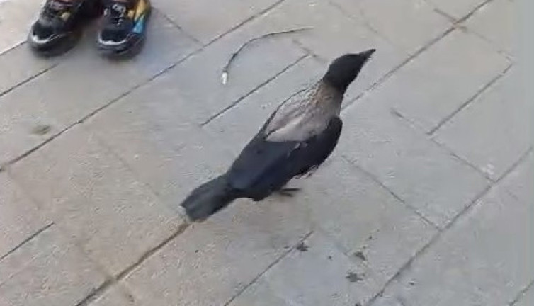 Yaralı karganın yardımına esnaf yetişti!