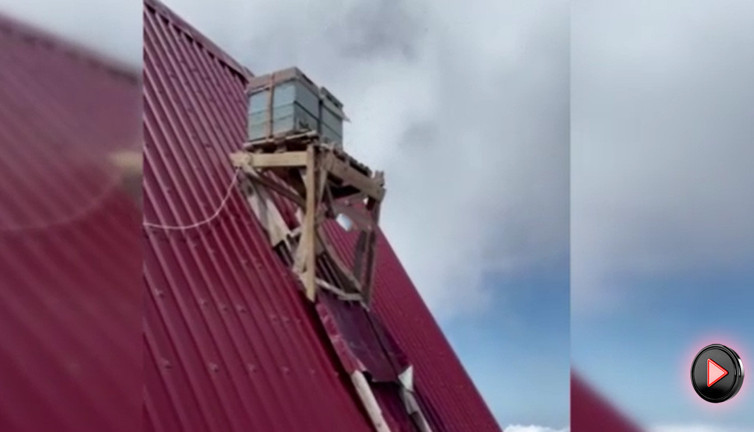 Ayılara karşı devrim niteliğinde çözüm