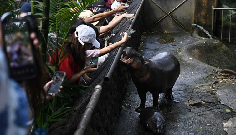 Fenomen su aygırının doğum gününe ziyaretçi akını